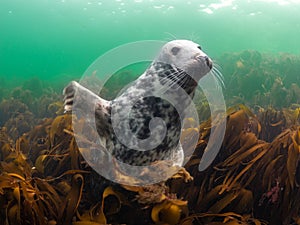 Grey seals in the Farne Islands