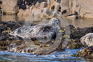 Grey Seals at Farne Islands