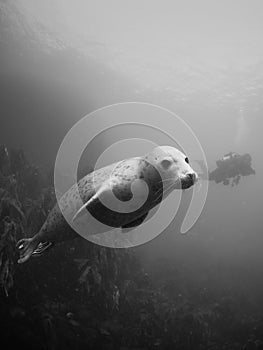 Grey seals in the Farne Islands