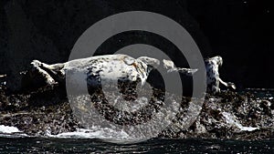 Grey seals Halichoerus grypus