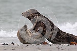 Grey Seals (Halichoerus grypus)