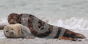 Grey Seals (Halichoerus grypus)