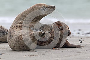 Grey Seals (Halichoerus grypus) photo