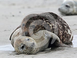 Grey Seals (Halichoerus grypus)