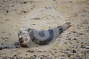 Grey Seals Halichoerus grypus on a beach in Norfolk