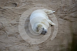 Grey Seals Halichoerus grypus on a beach in Norfolk