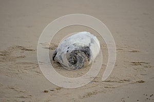 Grey Seals Halichoerus grypus on a beach in Norfolk