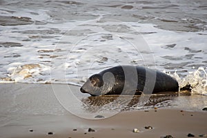 Grey Seals Halichoerus grypus on a beach in Norfolk