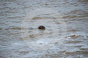 Grey Seals Halichoerus grypus on a beach in Norfolk