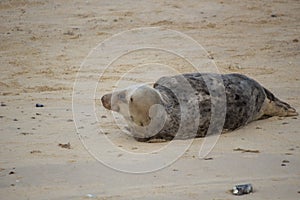 Grey Seals Halichoerus grypus on a beach in Norfolk