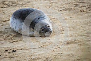 Grey Seals Halichoerus grypus on a beach in Norfolk