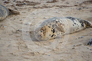 Grey Seals Halichoerus grypus on a beach in Norfolk