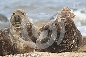 Grey Seals (Halichoerus grypus) relaxing on a beach in Horsey.