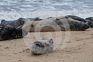 Grey seals, Halichoerus grypus, resting on sand beach, UK