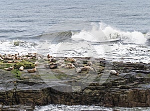 Grey seals, Halichoerus grypus on rocks with copy space, UK