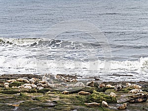 Grey seals, Halichoerus grypus on rocks with copy space, UK