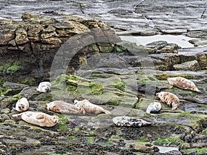 Grey seals, Halichoerus grypus on rocks with copy space, UK
