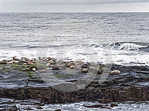 Grey seals, Halichoerus grypus on rocks with copy space, UK