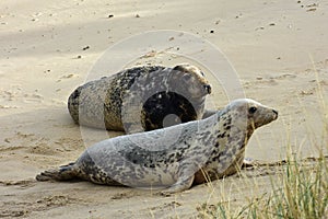 Grey Seals, Horsey, Norfolk, England