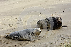 Grey Seals, Horsey, Norfolk, England