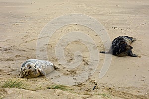 Grey Seals, Horsey, Norfolk, England