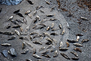 Grigio foche sdraiarsi sul Spiaggia regno unito 