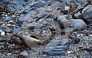 Grigio foche sdraiarsi sul rocce sul montone baia regno unito 