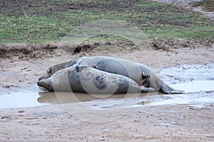 Grey Seals Mating