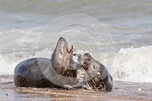 Grey seals mating. Wild animals having fun. Intimate wildlife close-up