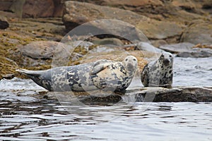 Grey Seals near Cape Breton on Hertford Island