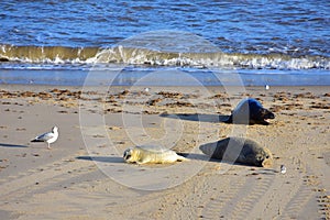 Grey Seals and Pup, Horsey, Norfolk, England