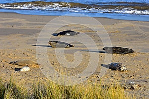 Grey Seals and Pup, Horsey, Norfolk, England