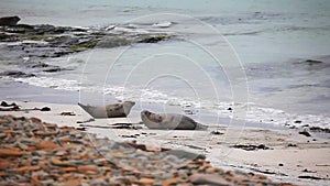 Grey Seals resting on a rocky shore, Orkney