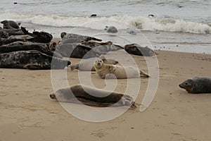 Grey seals on the shore