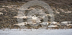 Grey Seals on Staffin Island off Skye.