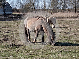 Grey Semi-wild Polish Konik horses in floodland meadow with green vegetation in spring. Wild horses outdoors