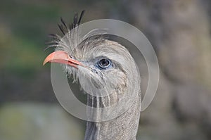 Grey Seriema Bird with an Orange Beak Profile