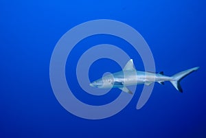 Grey shark Carcharhinus amblyrhynchos in a blue background