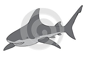 Grey shark isolated on a white background