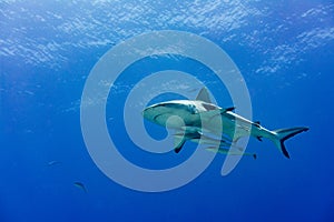 Grey shark ready to attack underwater