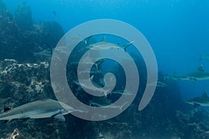Grey shark reef in Seychelles