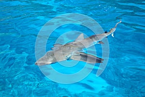 Grey shark swimming in clear water near Gece Island, Ouvea lagoon, Loyalty Islands, New Caledonia