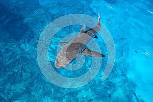 Grey shark swimming in clear water near Gece Island, Ouvea lagoon, Loyalty Islands, New Caledonia
