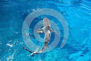 Grey shark swimming in clear water near Gece Island, Ouvea lagoon, Loyalty Islands, New Caledonia