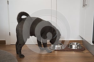 Grey sharpei dog eating food from metal bowl.