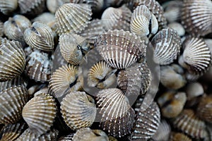 Grey shells background