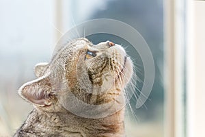 Grey Shorthair Scottish Tabby Cat Looking Up, profile view