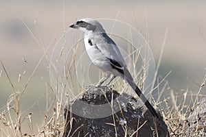 Grey Shrike photo