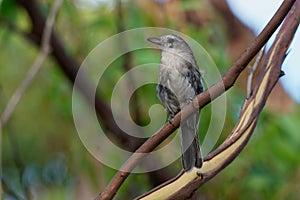 Grey Shrike-thrush - Colluricincla harmonica. The grey shrikethrush or grey shrike-thrush Colluricincla harmonica