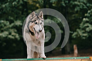 grey siberian husky dog walking